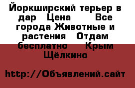 Йоркширский терьер в дар › Цена ­ 1 - Все города Животные и растения » Отдам бесплатно   . Крым,Щёлкино